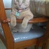 saouli_samia